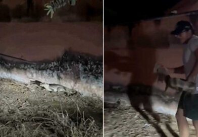 Moradora se assusta ao dar de cara com jacaré no portão de casa: ‘fiquei apavorada’