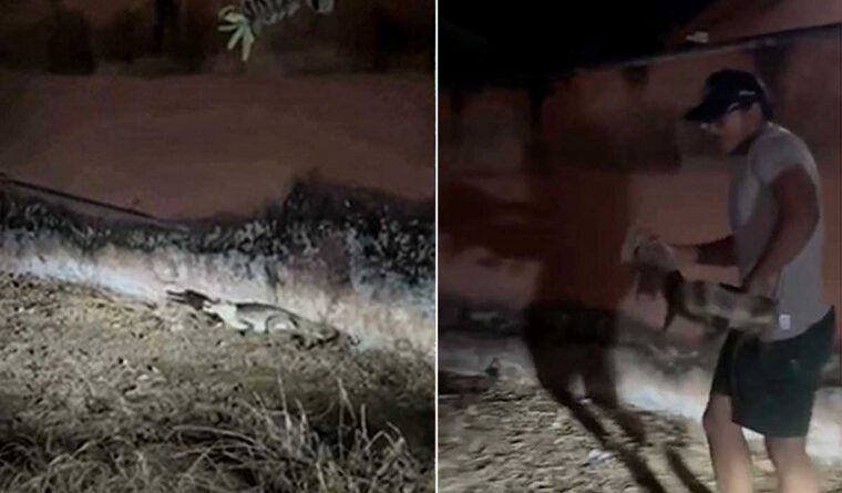Moradora se assusta ao dar de cara com jacaré no portão de casa: ‘fiquei apavorada’