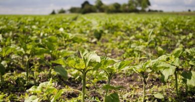 Manejo nutricional se consolida como diferencial competitivo para a produtividade no Matopiba