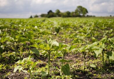 Manejo nutricional se consolida como diferencial competitivo para a produtividade no Matopiba