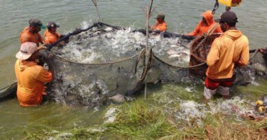 Piscicultura do Tocantins dispara e entra no top 4 do Brasil em crescimento da produção