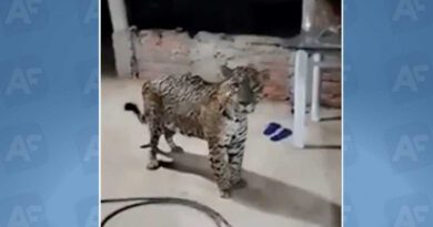 Morador registra visita de onça na varanda de casa em fazenda do Tocantins, e viraliza