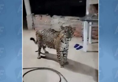 Morador registra visita de onça na varanda de casa em fazenda do Tocantins, e viraliza