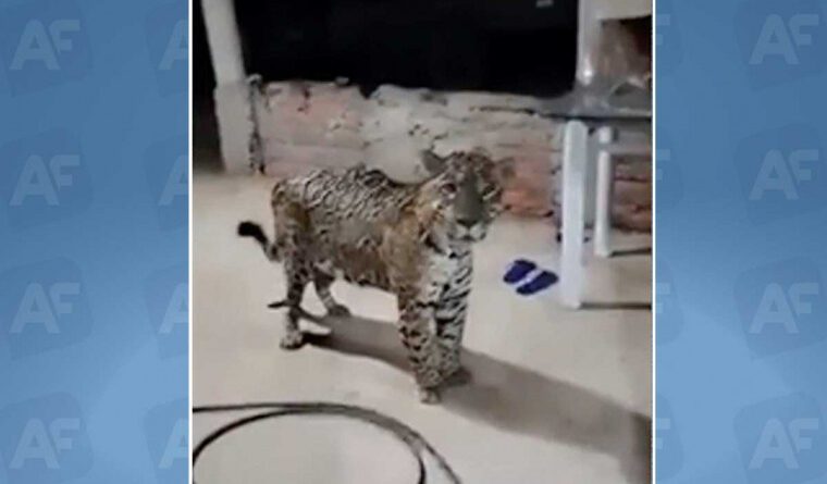 Morador registra visita de onça na varanda de casa em fazenda do Tocantins, e viraliza
