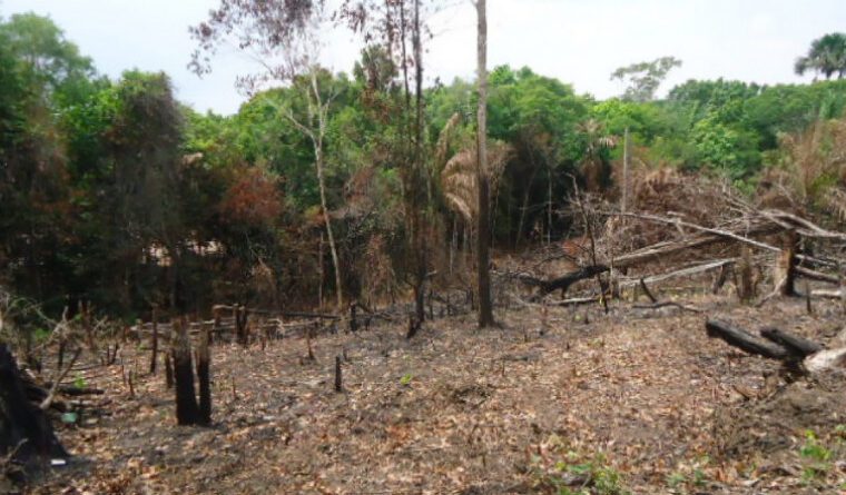 Grupo é denunciado por destruição de vegetação do cerrado em área de preservação