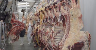 Pecuária em alta: Tocantins ultrapassa 11 milhões de cabeças e avança no mercado global