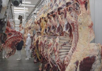 Pecuária em alta: Tocantins ultrapassa 11 milhões de cabeças e avança no mercado global