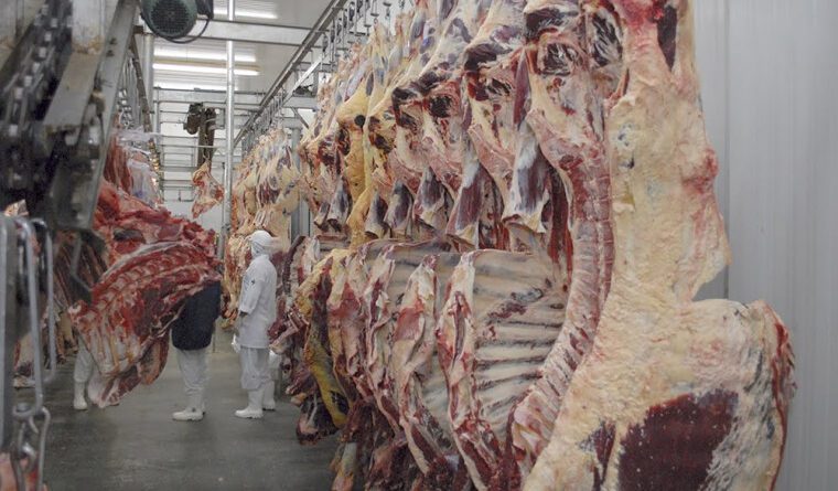 Pecuária em alta: Tocantins ultrapassa 11 milhões de cabeças e avança no mercado global