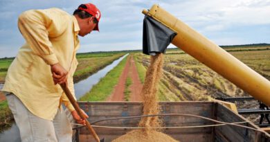 Maiores produtores de arroz irrigado da Região Norte estão no Tocantins; saiba quais
