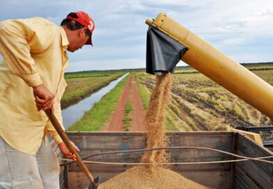 Maiores produtores de arroz irrigado da Região Norte estão no Tocantins; saiba quais