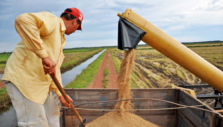 Maiores produtores de arroz irrigado da Região Norte estão no Tocantins; saiba quais