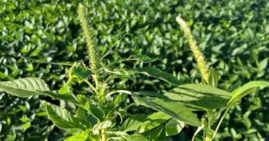 Caruru-gigante: Tocantins emite alerta a produtores contra praga que cresce até 3 cm por dia