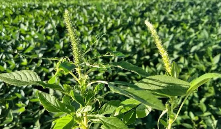 Caruru-gigante: Tocantins emite alerta a produtores contra praga que cresce até 3 cm por dia