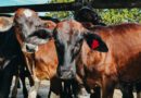 Criadores têm até 30 de junho para vacinar bezerras contra brucelose no Tocantins