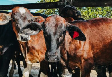 Criadores têm até 30 de junho para vacinar bezerras contra brucelose no Tocantins