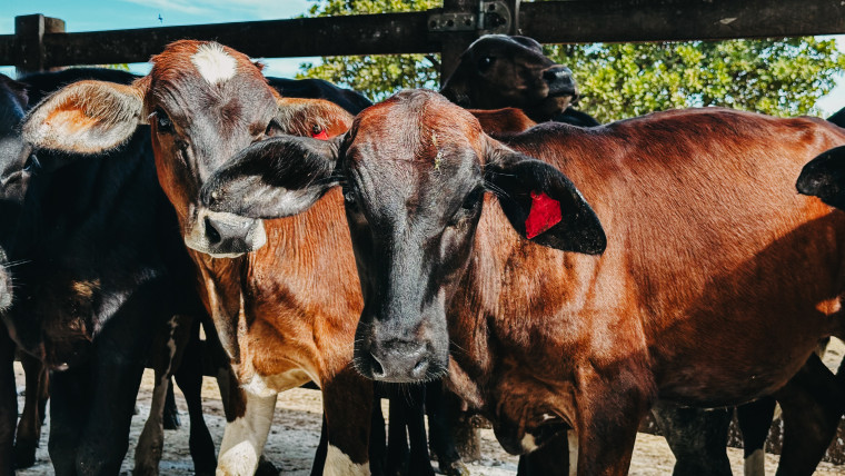 Criadores têm até 30 de junho para vacinar bezerras contra brucelose no Tocantins