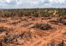 Fazendeiro é condenado a recuperar 675 hectares de Cerrado e pagar indenização milionária