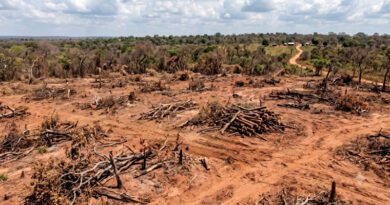 Fazendeiro é condenado a recuperar 675 hectares de Cerrado e pagar indenização milionária Fazendeiro é condenado a recuperar 675 hectares de Cerrado e pagar indenização milionária