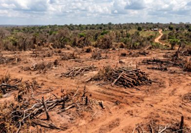 Fazendeiro é condenado a recuperar 675 hectares de Cerrado e pagar indenização milionária