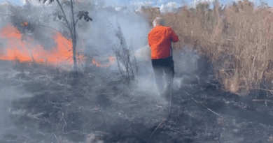 Fogo é controlado após queimar 16 hectares de plantação de milho em fazenda de Palmas Fogo é controlado após queimar 16 hectares de plantação de milho em fazenda de Palmas