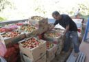 Araguaína abre credenciamento para comprar 62 toneladas de alimentos de agricultores familiares