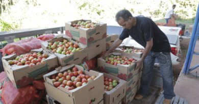 Araguaína abre credenciamento para comprar 62 toneladas de alimentos de agricultores familiares Araguaína abre credenciamento para comprar 62 toneladas de alimentos de agricultores familiares