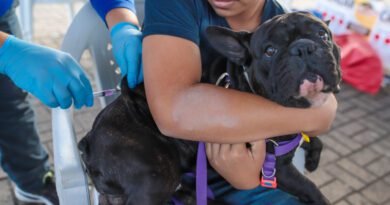 Leishmaniose acende alerta em Araguaína com 327 casos em cães e 11 em humanos em 2026 Leishmaniose acende alerta em Araguaína com 327 casos em cães e 11 em humanos em 2026