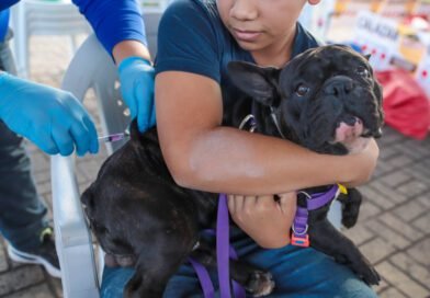 Leishmaniose acende alerta em Araguaína com 327 casos em cães e 11 em humanos em 2026