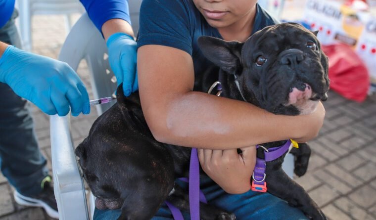 Leishmaniose acende alerta em Araguaína com 327 casos em cães e 11 em humanos em 2026
