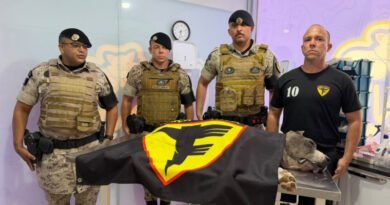 Cão policial K9 Raio morre aos 11 anos e deixa legado no combate ao crime no Tocantins
