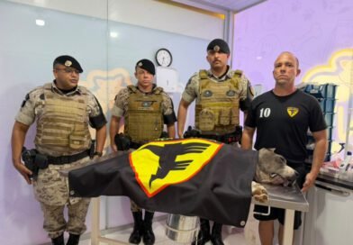 Cão policial K9 Raio morre aos 11 anos e deixa legado no combate ao crime no Tocantins