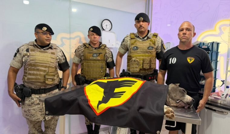 Cão policial K9 Raio morre aos 11 anos e deixa legado no combate ao crime no Tocantins
