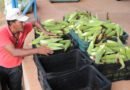 Entidades de Araguaína poderão receber alimentos gratuitos até julho de 2027; saiba como