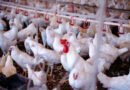 Operação sanitária monitora aves em 27 municípios contra gripe aviária e doença de Newcastle