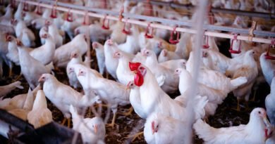 Operação sanitária monitora aves em 27 municípios contra gripe aviária e doença de Newcastle Operação sanitária monitora aves em 27 municípios contra gripe aviária e doença de Newcastle