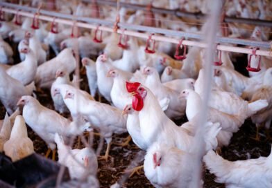 Operação sanitária monitora aves em 27 municípios contra gripe aviária e doença de Newcastle