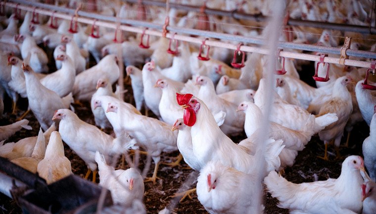 Operação sanitária monitora aves em 27 municípios contra gripe aviária e doença de Newcastle