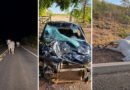 Animais soltos na TO-387 já causaram sequência de acidentes e motoristas cobram fiscalização