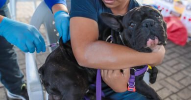 Dia D: Araguaína terá 25 pontos para vacinar cães e gatos contra a raiva neste sábado; veja locais Dia D: Araguaína terá 25 pontos para vacinar cães e gatos contra a raiva neste sábado; veja locais