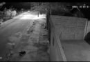Câmeras de segurança ajudam polícia a identificar homem que matou cachorro a pauladas no Tocantins