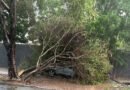Temporal com ventania derruba árvores, atinge veículos e provoca estragos em Araguaína